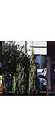 ��᡼������󤻡�Shinichi Atobe - Silent Way[Colored Vinyl](2LP) / 